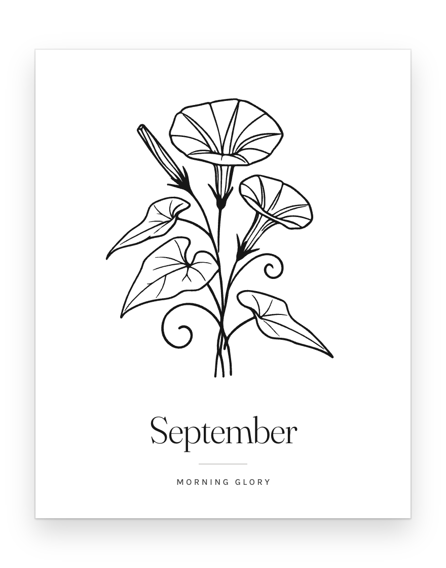 The September print — morning glory